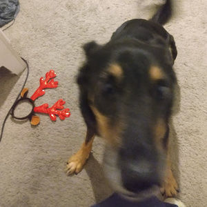 Meet your Posher, Avery